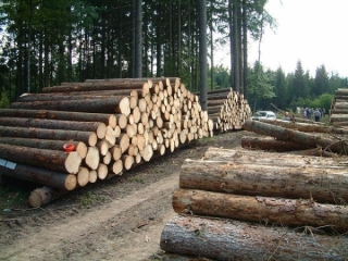 Un ambizioso progetto di ricerca per la filiera legno-ambiente in Calabria