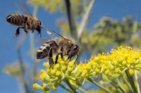Parassita esotico delle api scoperto a Gioia Tauro