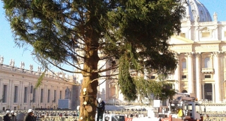 In piazza S.Pietro albero Natale donato da Calabria