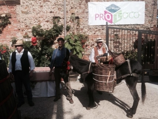 Festa della vendemmia 2014